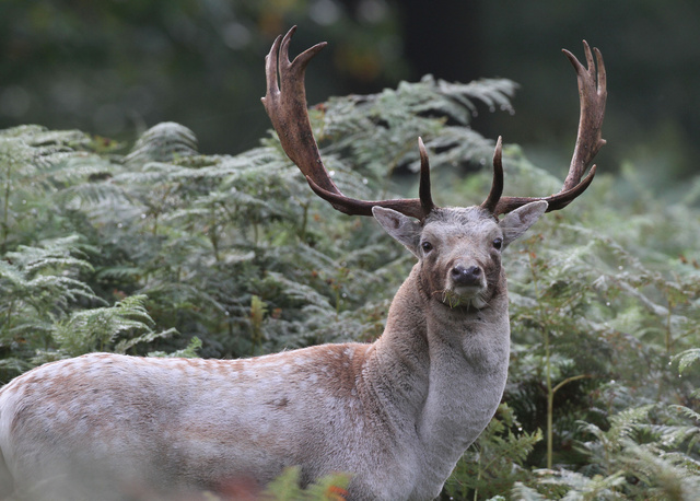 Fallow Deer Buck