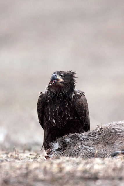 Immature Bald Eagle, Ohio