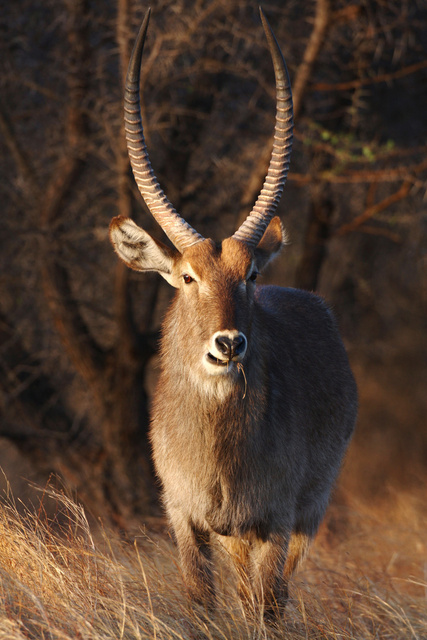 Waterbuck