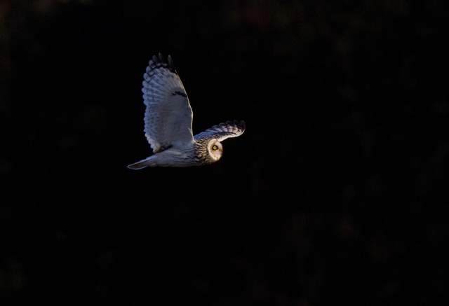 Short-eared Owl