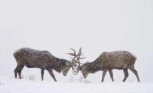 Red deer stags