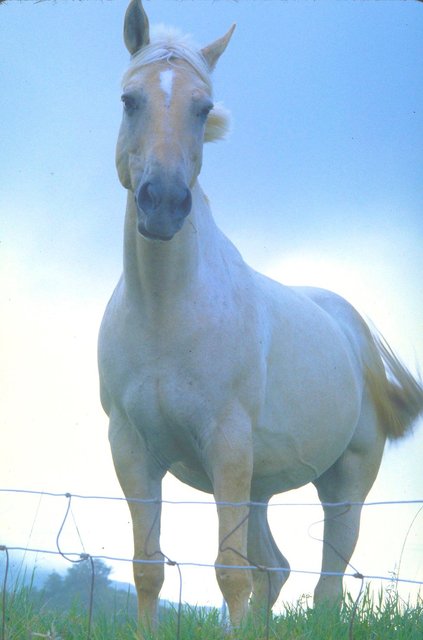 White Horse