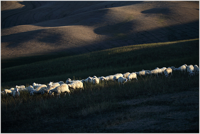 sheep of pienza