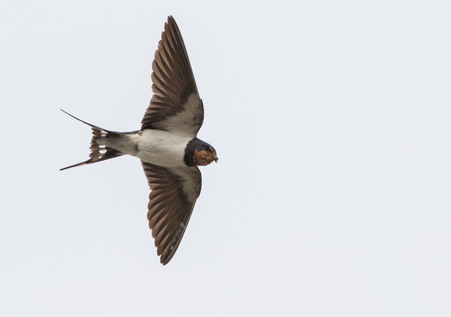 Swallow