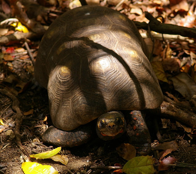 Barbados Wildlife Reserve (30) VB.JPG