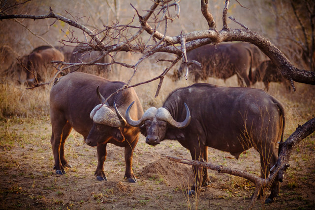 Buffalos Kruger