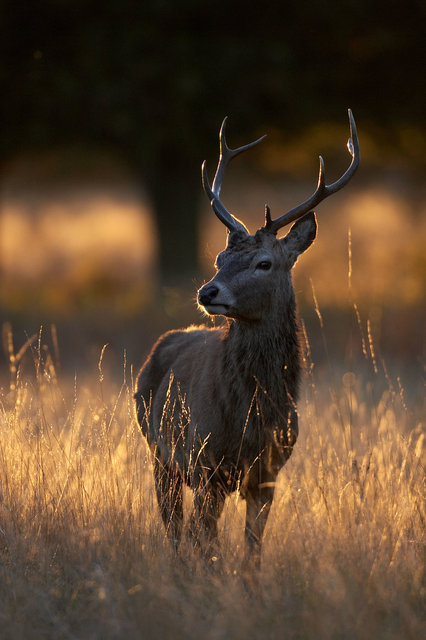 Red Deer Stag