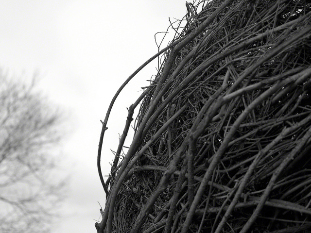 © 2012 Roz Akin