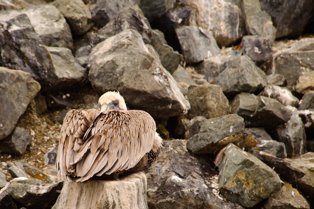 Pelican, Half Moon Bay, California