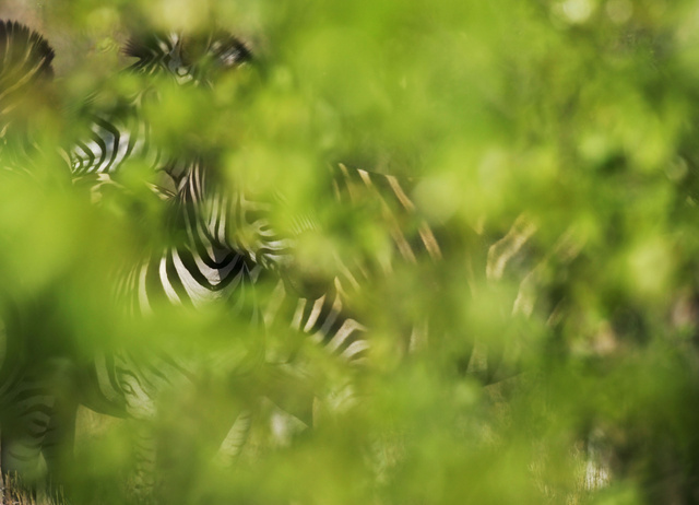 Zebra