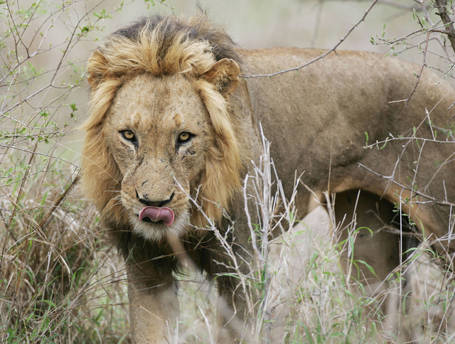 Lion