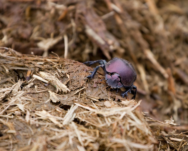 Dung beetle