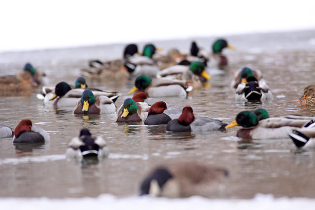 Mallards and Redheads, winter, Ohio