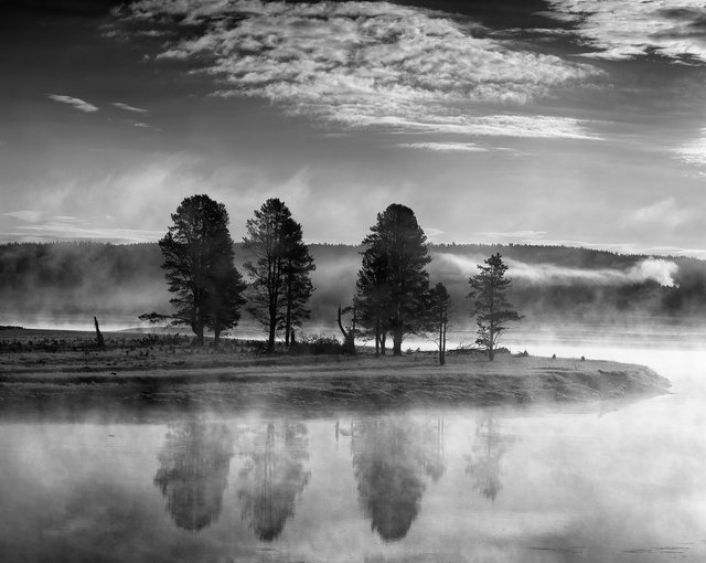 Trees in Mist