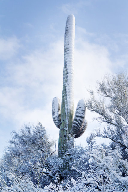 Snowy Saguaro West II