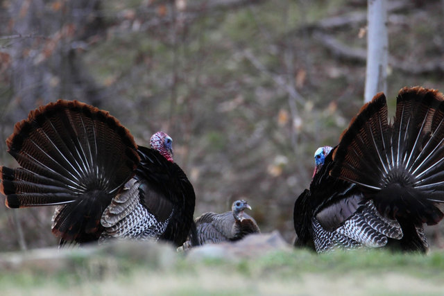 Two male wild turkey vie for the attention of a single hen, early April, southern Ohio.