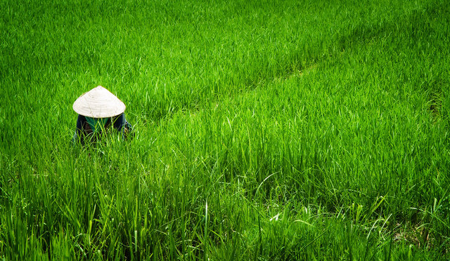 Emerald Field