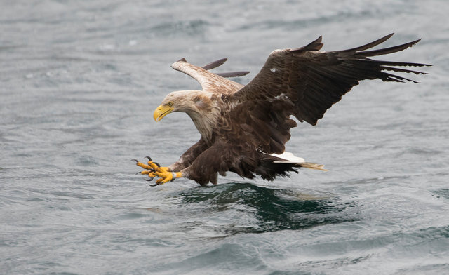 White-tailed eagle