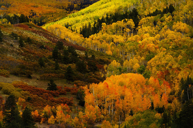 Aspens Last Dollar
