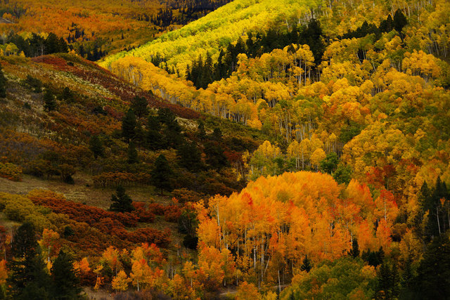 Aspens Last Dollar