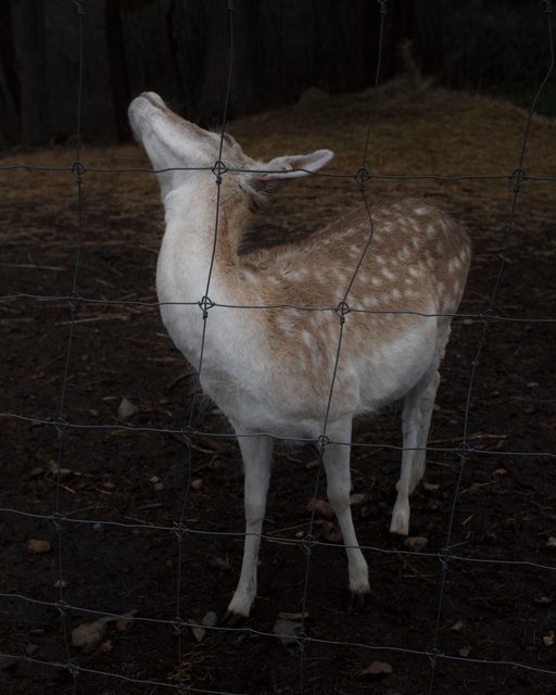 smalldeer.jpg