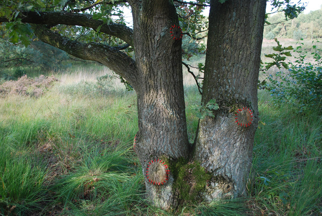 Tree restorations