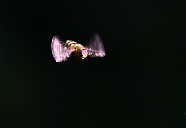 Hoverfly