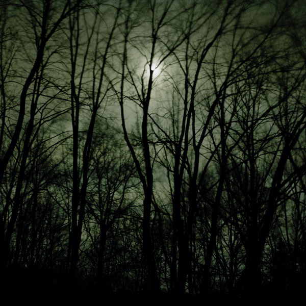Maple in the Moonlight, New Jersey, 2009