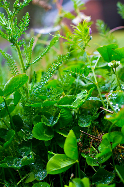 clover 3