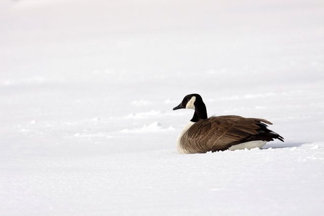 Canada Goose, winter, Ohio