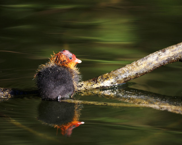 Young Coot