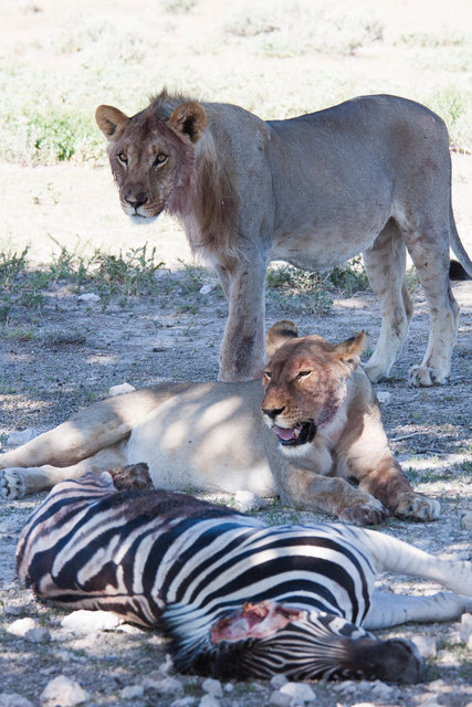 Young lion couple with prey