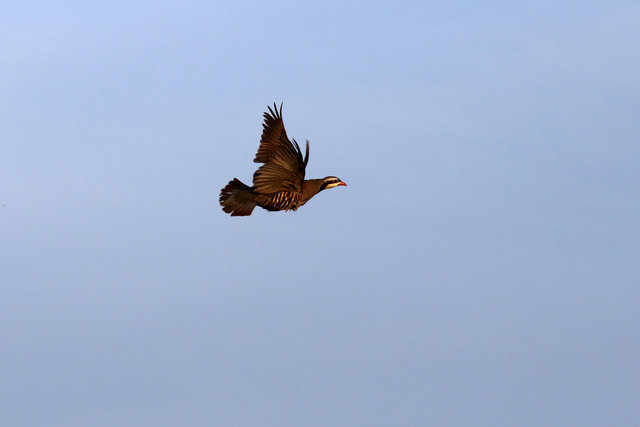 Chukar in flight