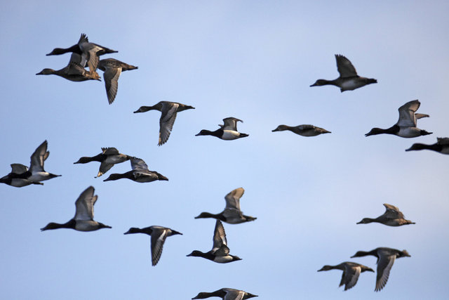 A flock of Redhead and Ring-necked Ducks, spring, southern Ohio.