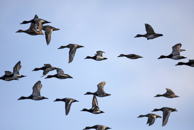 A flock of Redhead and Ring-necked Ducks, spring, southern Ohio. 