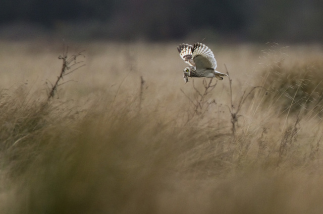 Short-eared Owl with prey