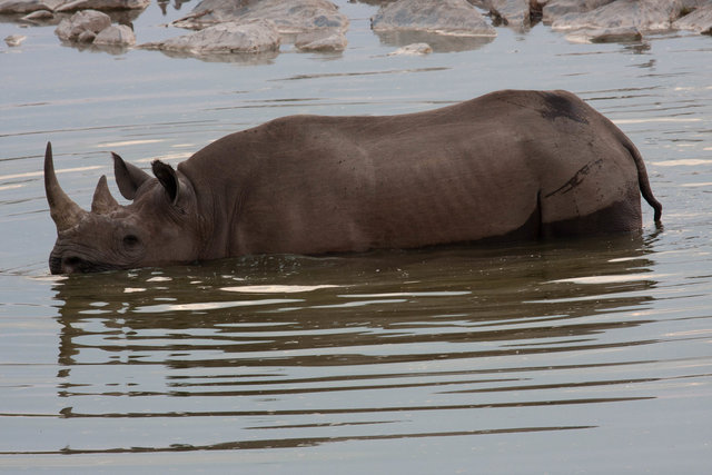 Black rhinoceros (Diceros bicornis bicornis)
