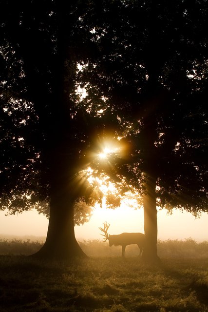 Red deer stag