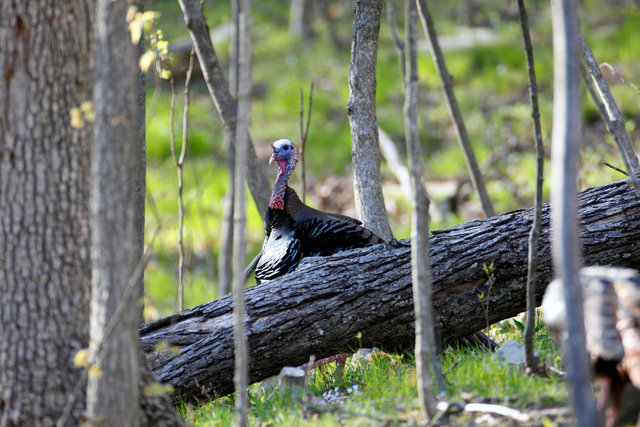 Eastern Wild Turkey, Spring, Ohio