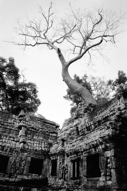 Giant Banyan Tree