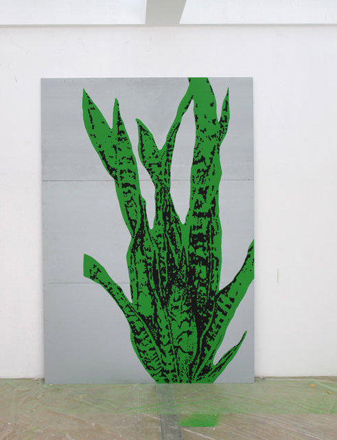 Paul-Casaer-Sanseveria2-LR.jpg
