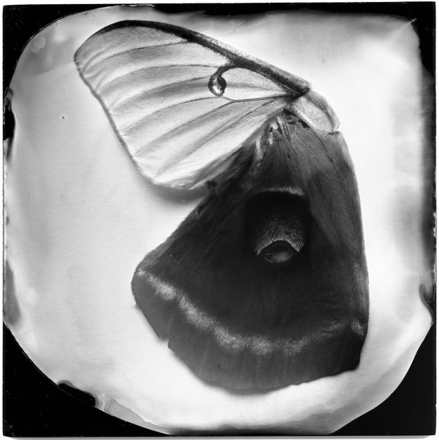 Moth Wings (female luna, male polyphemus), 19th century