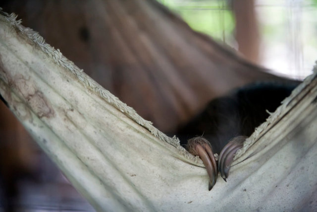 Brown-throated sloth (Bradypus variegatus)