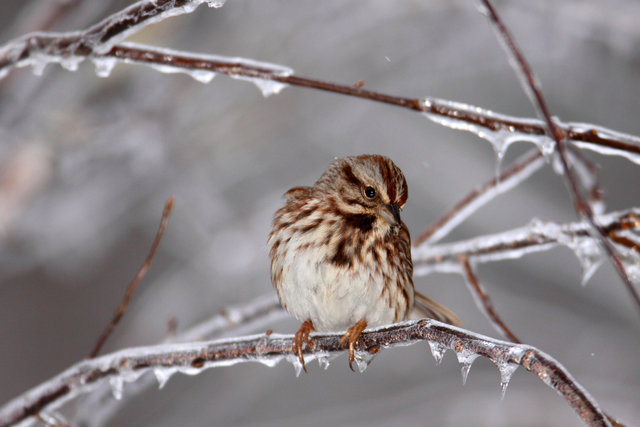 Song Sparrow, Ohio