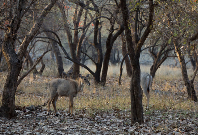 Nilgai