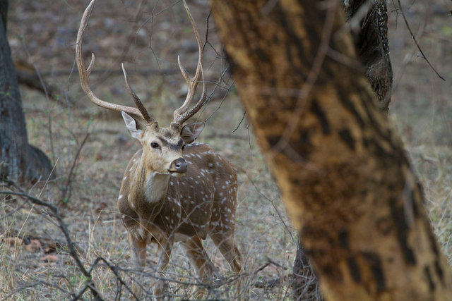 Spotted Deer