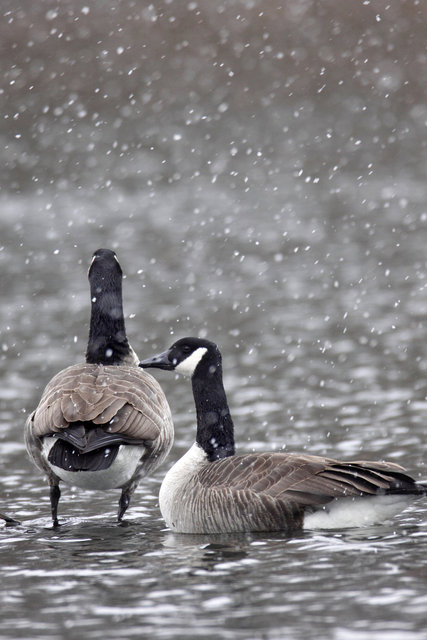 Canada Geese, late winter, Ohio