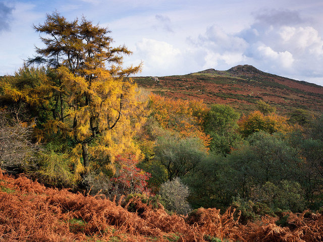 Sharp Tor