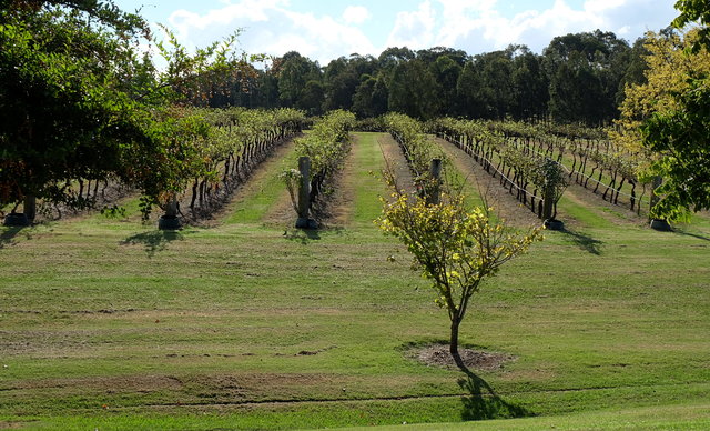 Calais Estate Winery Hunter Valley (4) VB.JPG