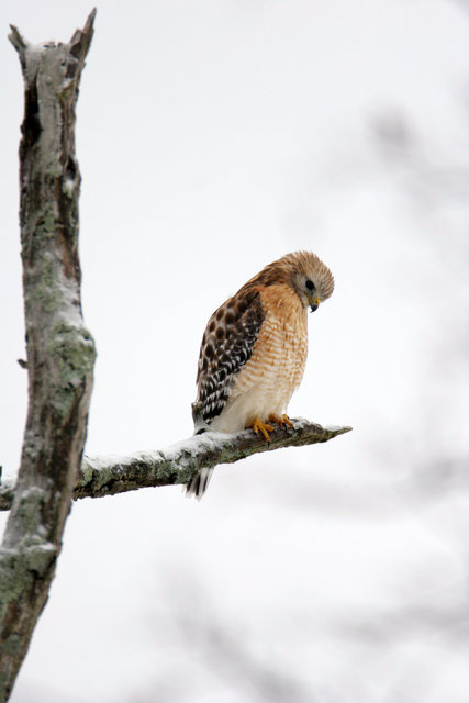 Red-shouldered Hawk, Ohio